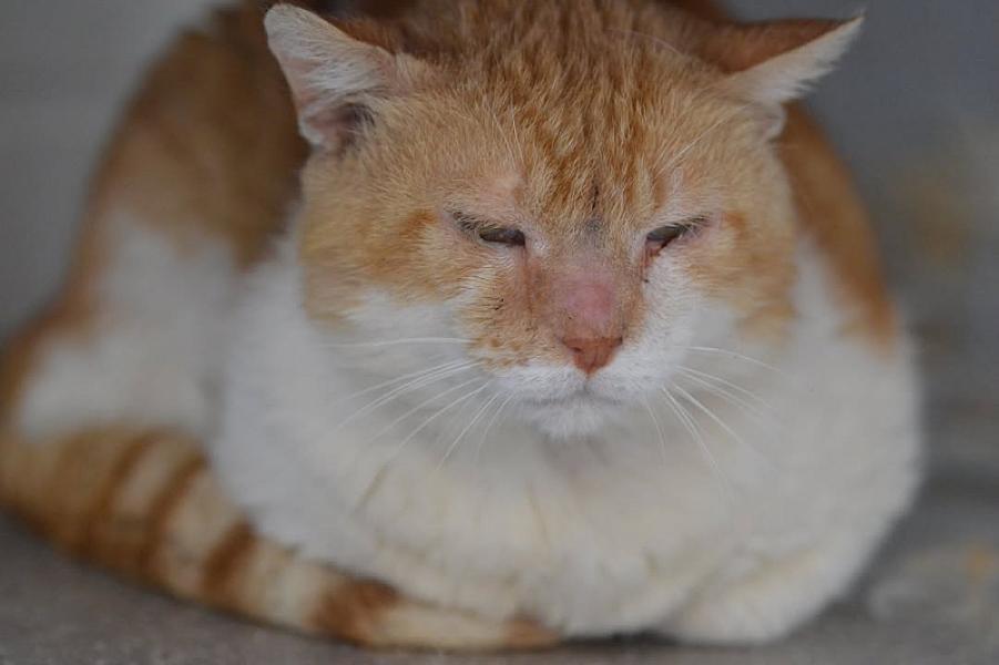 Kattenpraat