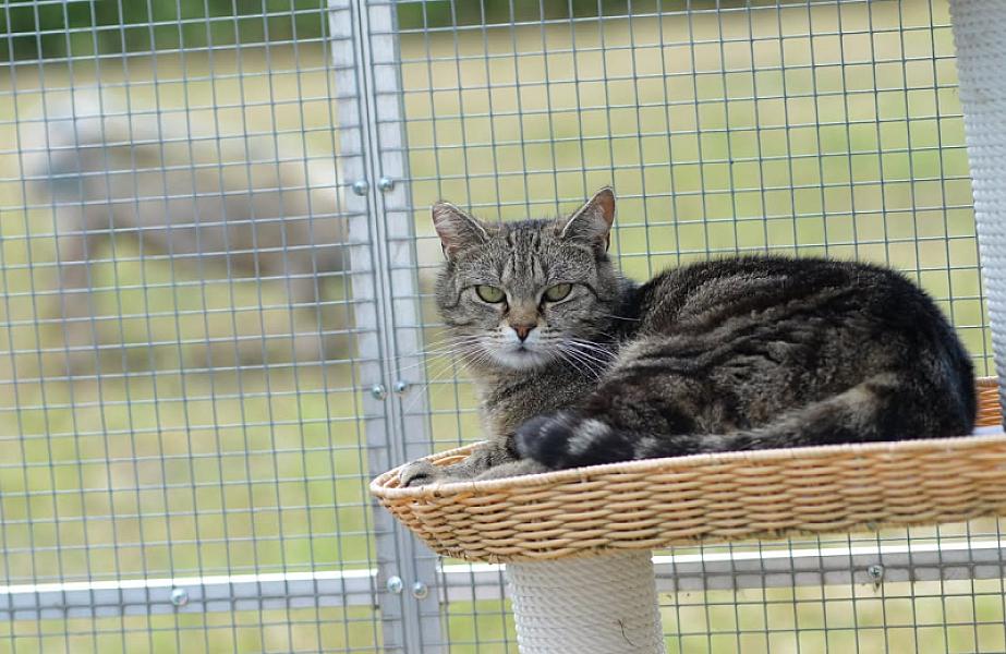 Kattenpraat