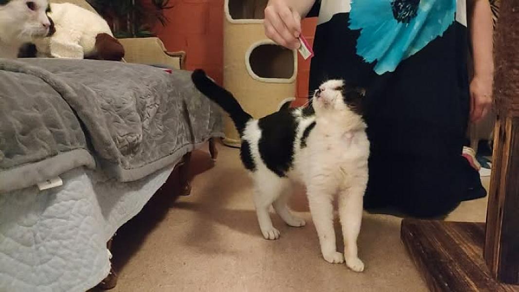 Kattenpraat