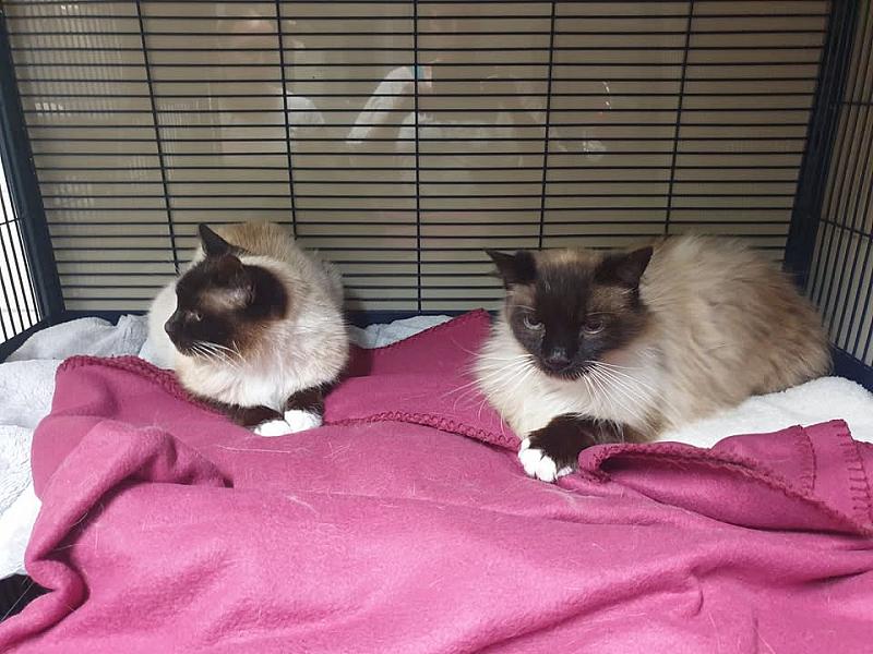 Kattenpraat