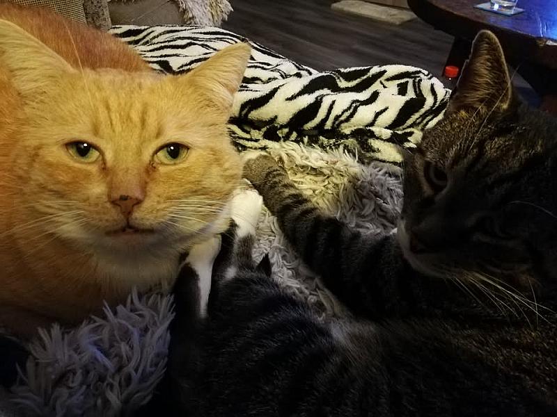 Kattenpraat