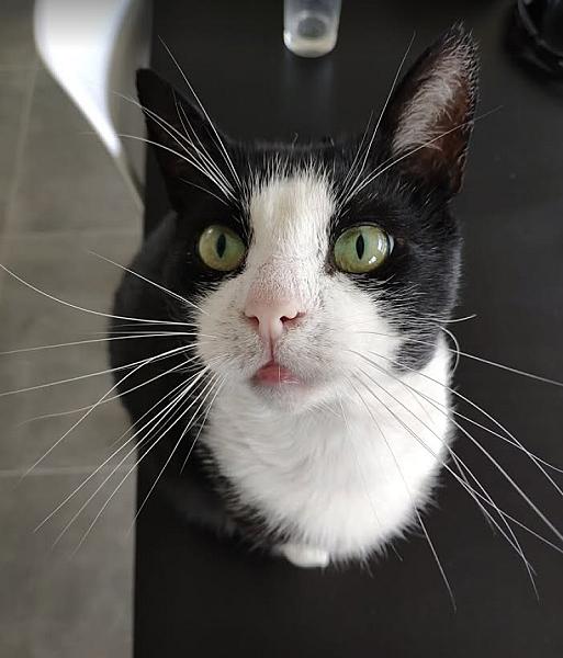 Kattenpraat