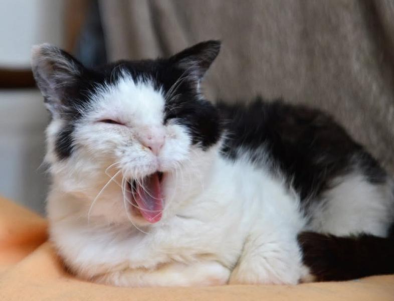 Kattenpraat