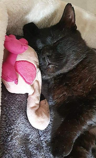 Kattenpraat