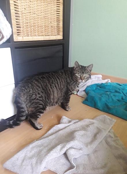 Kattenpraat