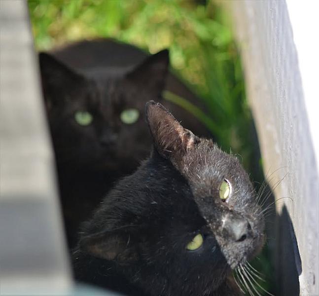 Kattenpraat