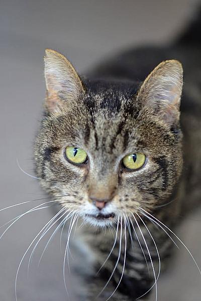 Kattenpraat