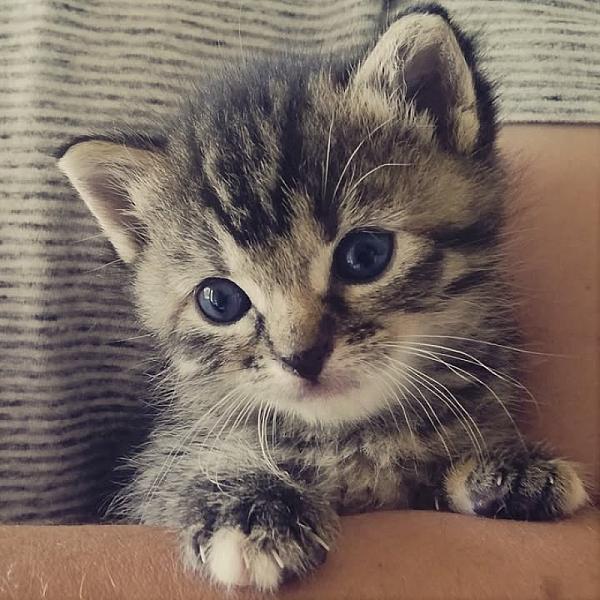 Kattenpraat