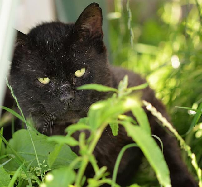 Kattenpraat