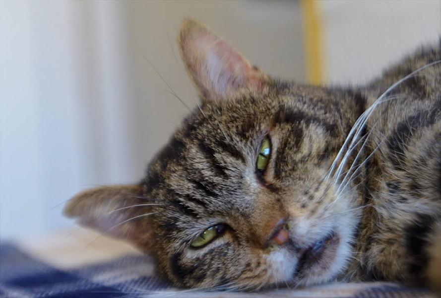 Kattenpraat