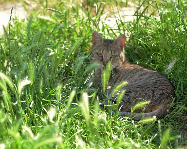 Kattenpraat