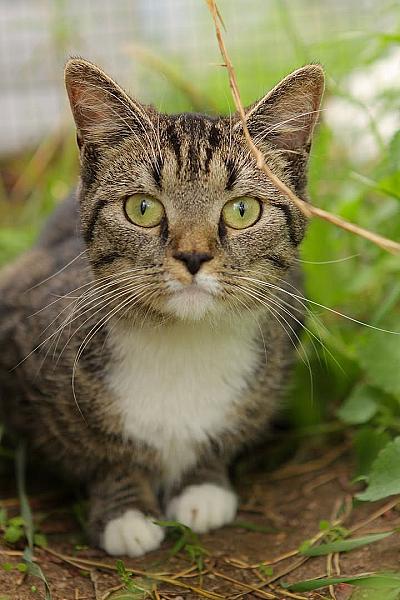 Kattenpraat