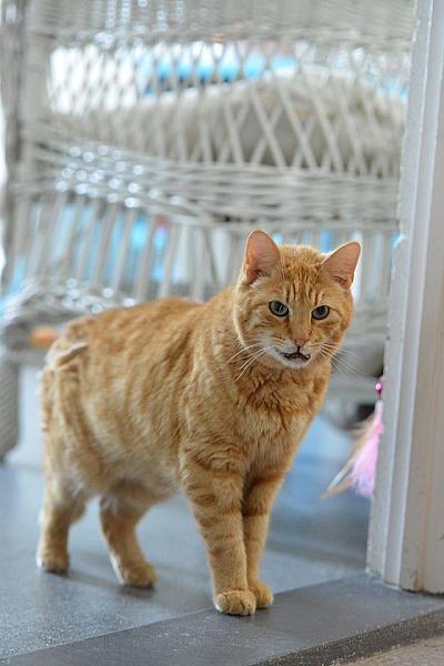 Kattenpraat