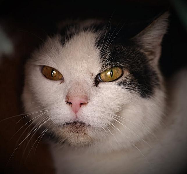 Kattenpraat