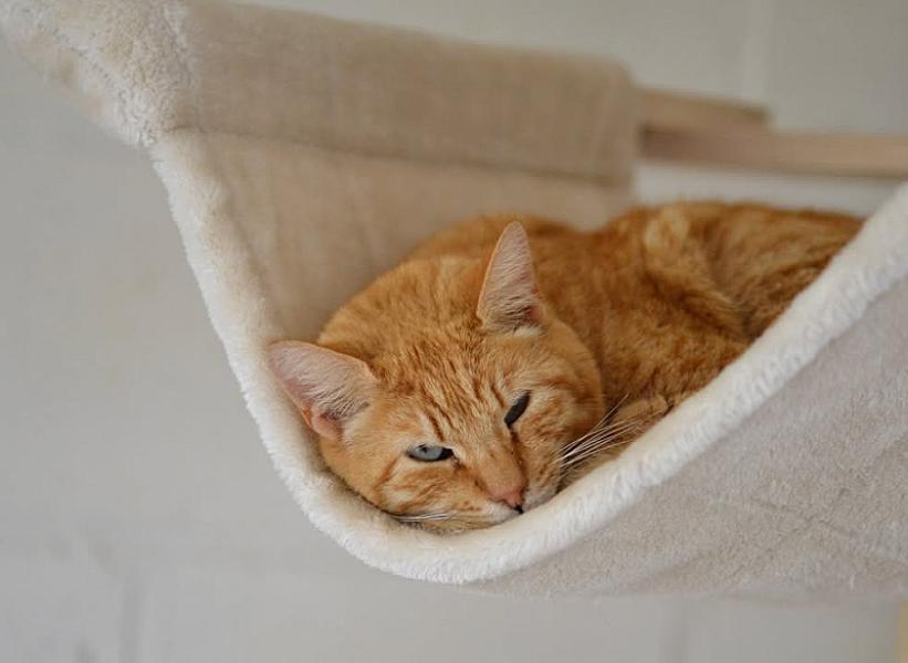 Kattenpraat