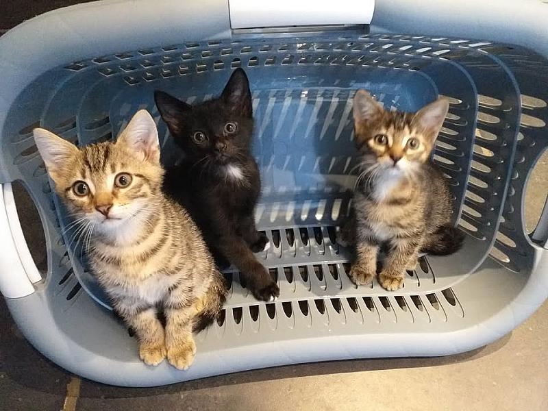 Kattenpraat