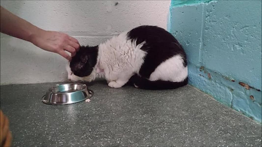 Kattenpraat