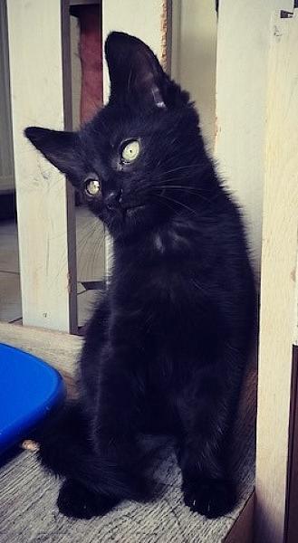 Kattenpraat