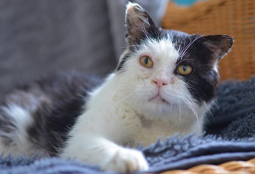 Kattenpraat