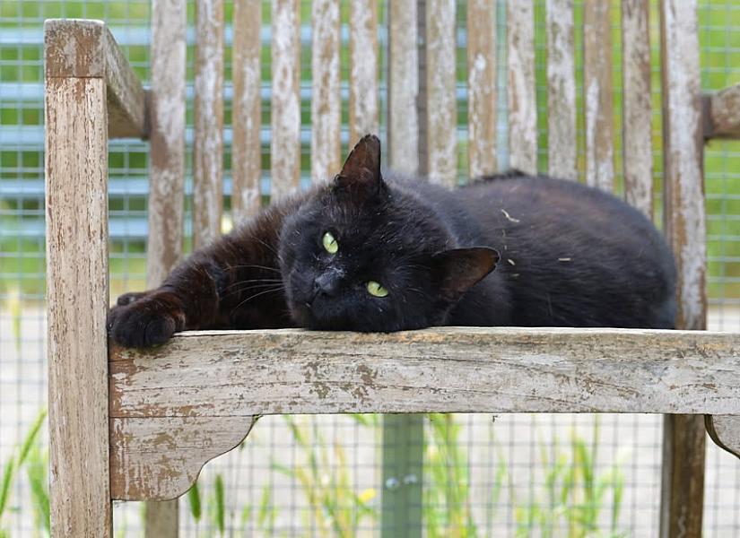 Kattenpraat
