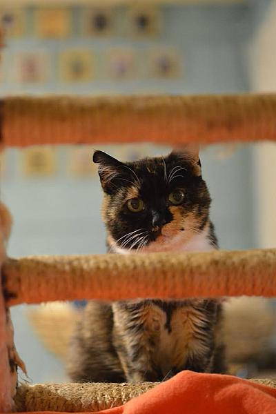 Kattenpraat
