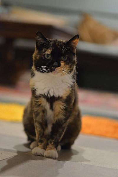 Kattenpraat