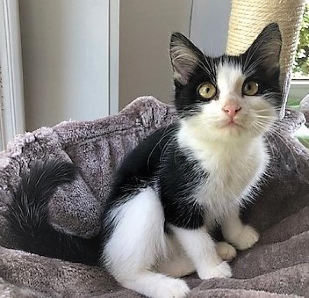 Kattenpraat