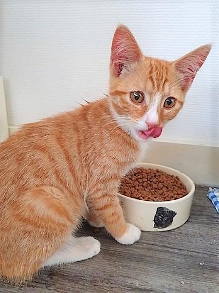 Kattenpraat