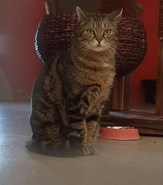 Kattenpraat