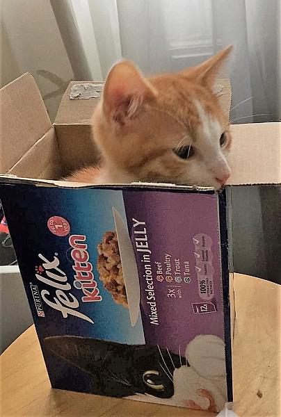 Kattenpraat