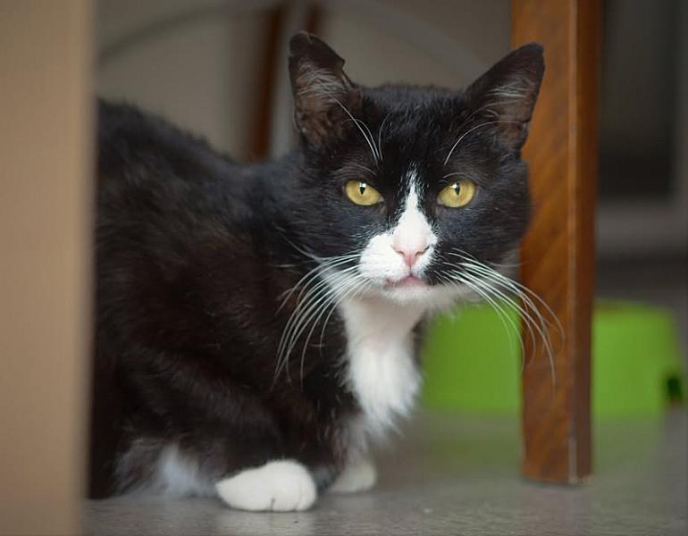Kattenpraat
