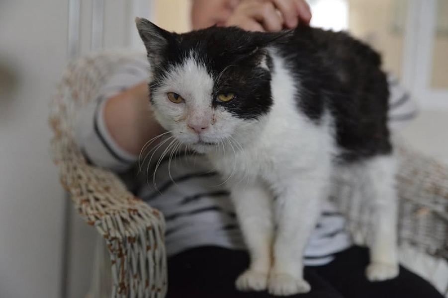 Kattenpraat