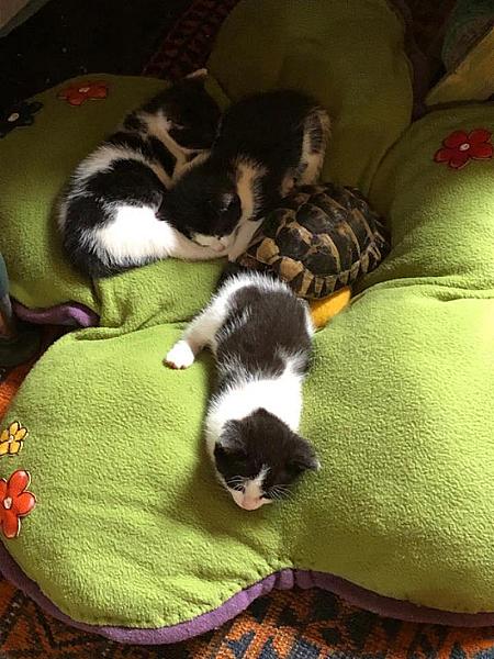 Kattenpraat