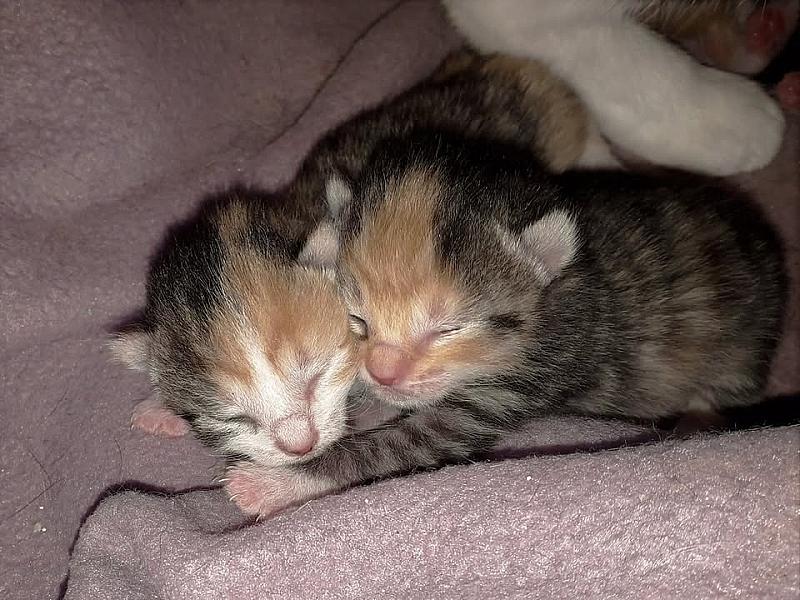 Kattenpraat