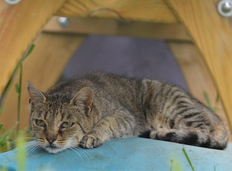 Kattenpraat