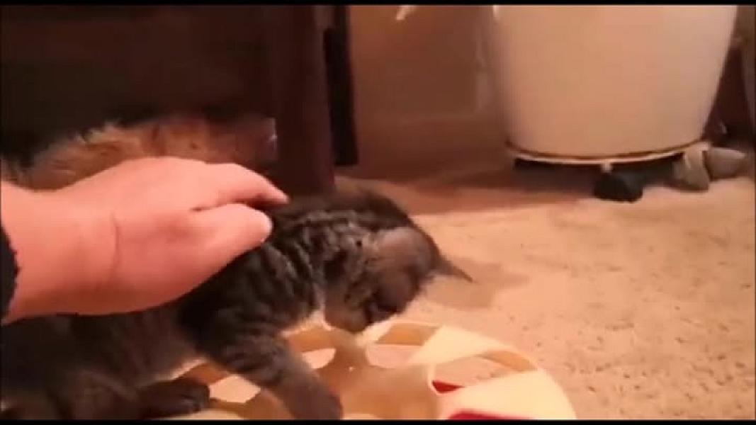 Kattenpraat