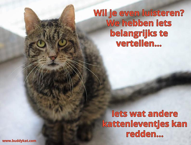 Kattenpraat