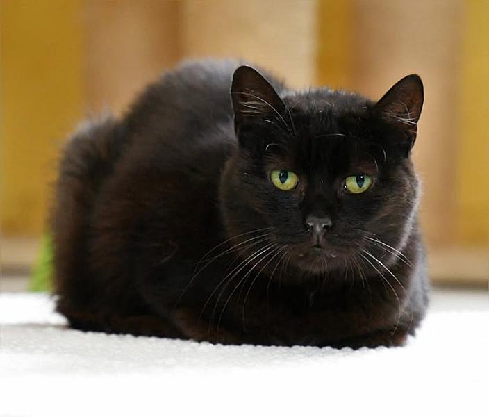Kattenpraat