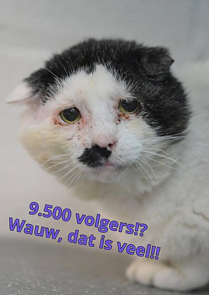 Kattenpraat