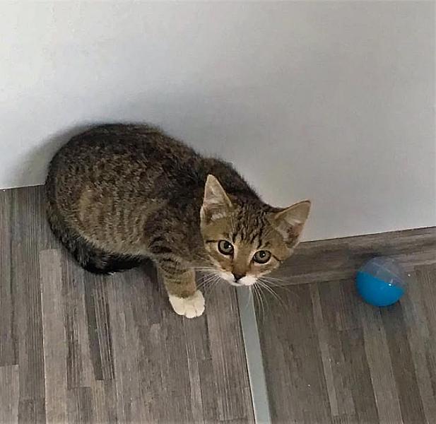 Kattenpraat