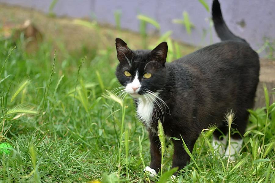 Kattenpraat