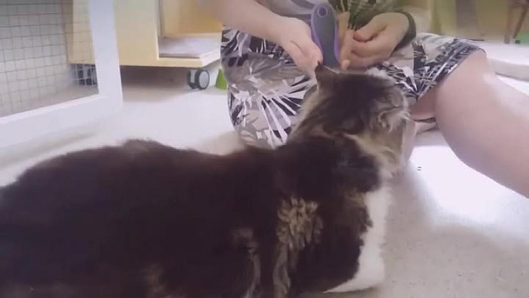 Kattenpraat
