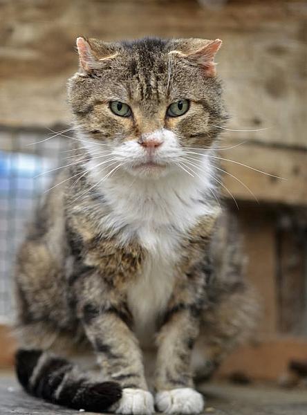 Kattenpraat