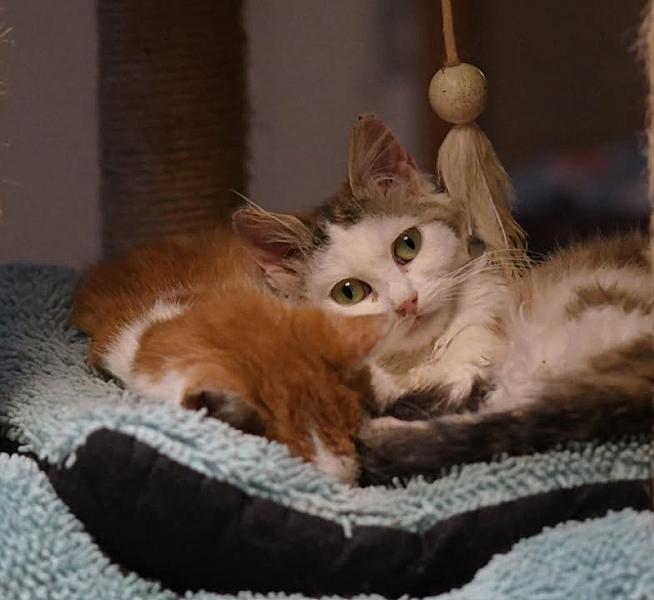 Kattenpraat