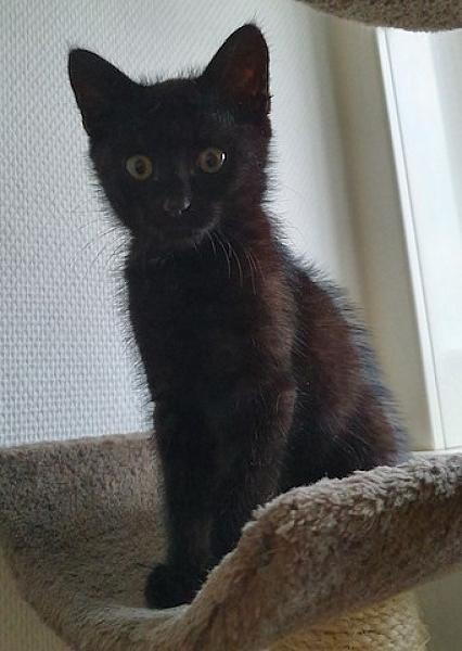 Kattenpraat