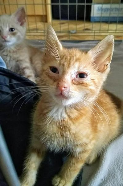 Kattenpraat