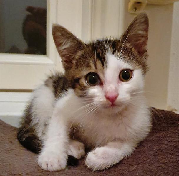 Kattenpraat