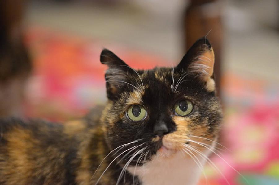 Kattenpraat