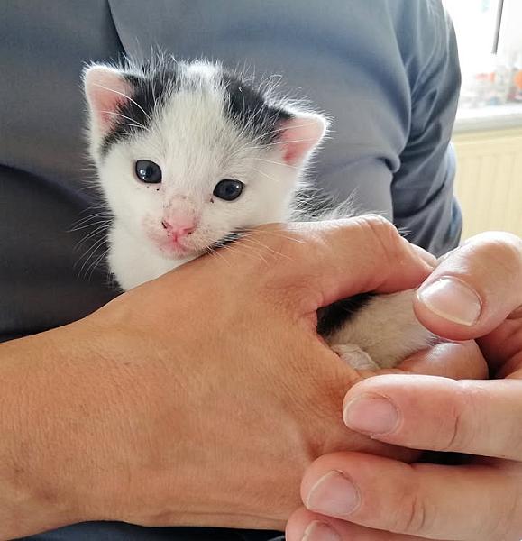 Kattenpraat