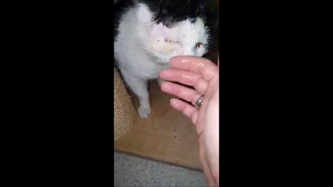Kattenpraat